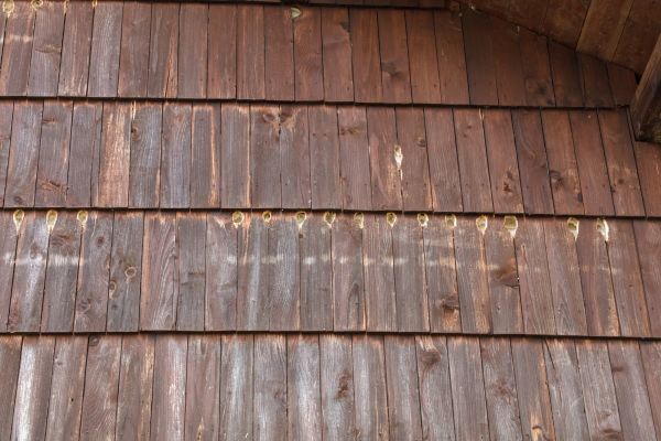 Cost of Woodpecker Hole Filling in Beaumont