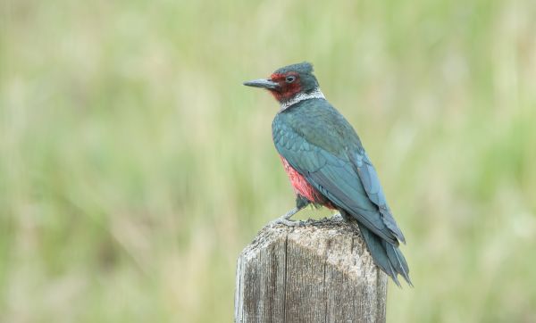 Cost of Woodpecker Hole Patching in Beaumont