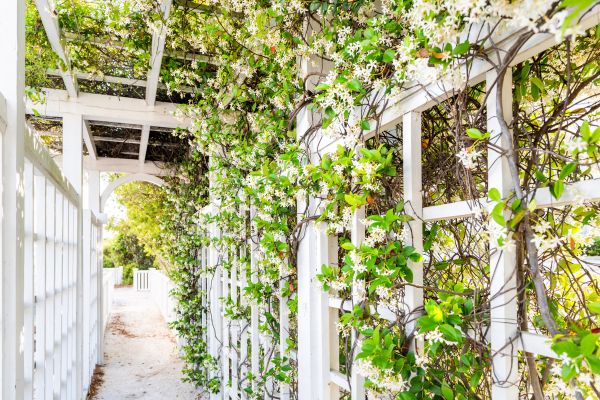 Trellis Repair in Beaumont