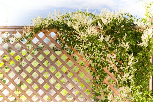Lattice Repair in Beaumont