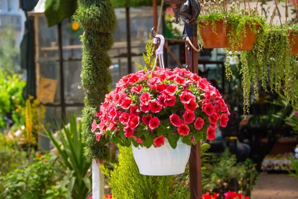 Cost of Hanging Planter Installation in Beaumont