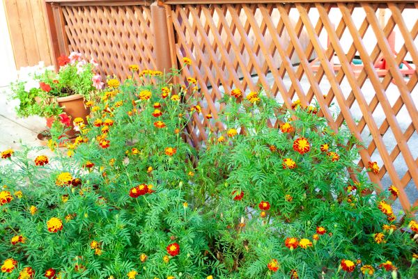 Cost of Decorative Lattice Mounting in Beaumont