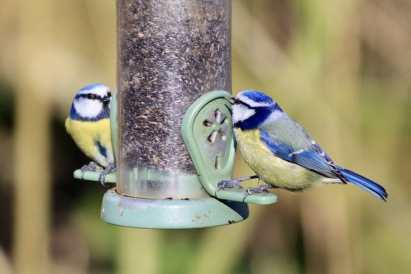Bird Feeder Mounting Service in Beaumont