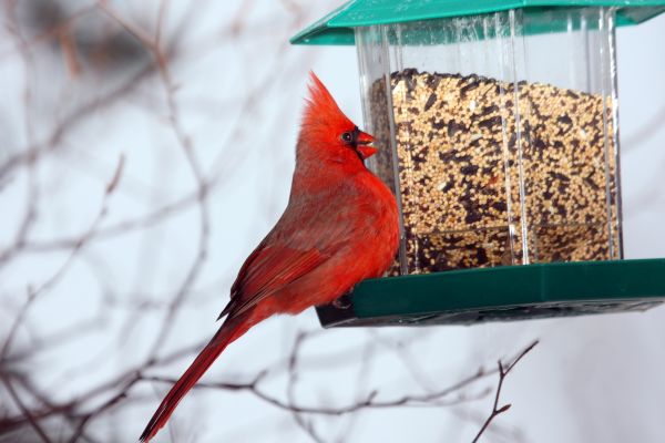 Bird Feeder Hanging in Beaumont